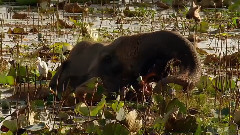 音乐短片 - 梦回印加