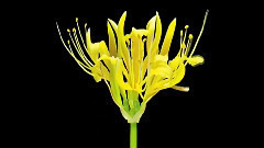 音乐短片 - Whispers in the Dark