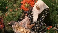 音乐短片 - Culoarea Paradisului