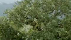 音乐短片 - În căutarea Sinelui