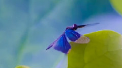 New - Flowers of The Sea