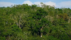 音乐短片 - 穿越森林