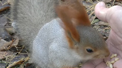 音乐短片 - Омск Белки в городе фильм Михаила Киселёва