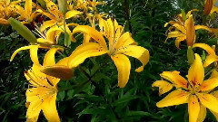 音乐短片 - Цветы нашего двора фильм Михаила Киселёва муз. Рафаэля Байдалина