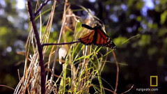 音乐短片 - Butterfly Dreams 蝴蝶梦