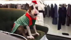 音乐短片 - LOVE Advent Day 15 -Neville