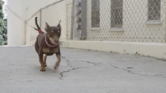 音乐短片 - FRANNIE!