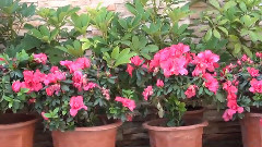 音乐短片 - 映山红