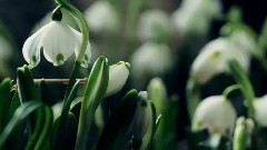 音乐短片 - 兰花