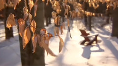 音乐短片 - Tassel