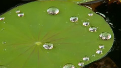 音乐短片 - 春よ,来い