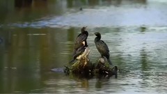 音乐短片 - Autumn Verse