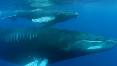 音乐短片 - 鲸之歌