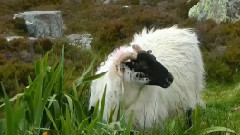 音乐短片 - Quiereme