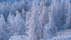 音乐短片 - 雾凇