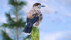 音乐短片 - 四月之春