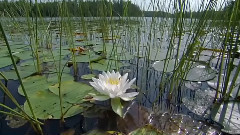 音乐短片 - 荷花娇