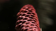 音乐短片 - 风中的花瓣