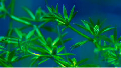 音乐短片 - Butterfly