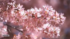 音乐短片 - (прелюдия) из Сергей Василиевич Рахманинов