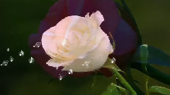 音乐短片 - 浪漫 玫瑰 萨克斯Romantica,roses and saxophone!