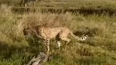 音乐短片 - Гепард учи братчето си да преодолее поточе