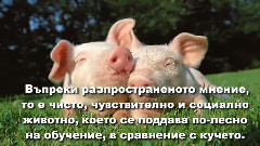 音乐短片 - Кои саНай-интелигентните Животни наЗемята (ВИДЕО)