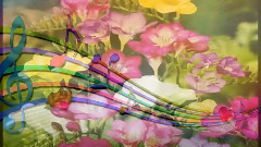 音乐短片 - Violin & Freesia