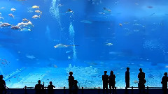 音乐短片 - красивото нещокоетосте виждали