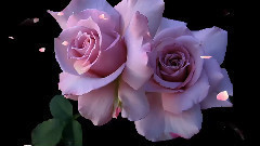 音乐短片 - Roses,Saxophone And Love!(Marionne Wheels - saxophone)