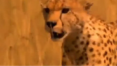 音乐短片 - Гепард срещу Хиена