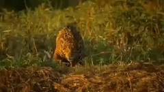 音乐短片 - Гепард срещу алигатор! Познайте кой на кого ще разкаже играта!