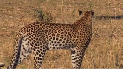 音乐短片 - На лов !