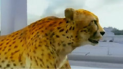 音乐短片 - Най-бързият човек на света Юсеин Болт срещу гепард