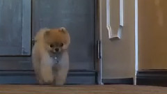 音乐短片 - Най-бързото куче,което ходи на две лапи - Световен рекорд (видео)