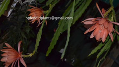 音乐短片 - EPIPHYLLUM,ZYGO & RHIPSALIS