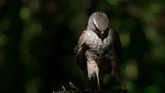 音乐短片 - 森林之爱