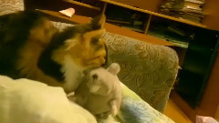 音乐短片 - Хоккей России и мира