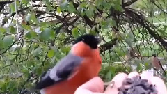 音乐短片 - Ручной, летний снегирь