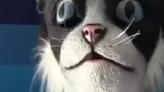 音乐短片 - Владелец кошек не на шутку напугал своих питомцев, надев на голову кошачью маску Источник