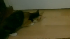 音乐短片 - хоккей