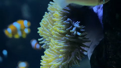 音乐短片 - Secret World