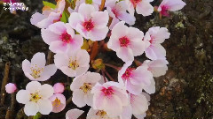 音乐短片 - 富士山 Mt. Fuji in UNESCO World Heritage