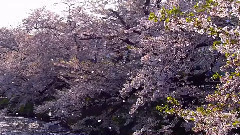 音乐短片 - Cherry blossoms blizzard