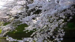 音乐短片 - OKYO JAPAN Cherry Blossoms In Tokyo