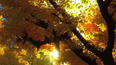 音乐短片 - OKYO JAPAN 東京•明治神宮外苑