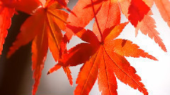 音乐短片 - Autumn colors momiji leaves in Kyoto Japan