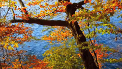 音乐短片 - Nikko Autumn leaves 秋の日光