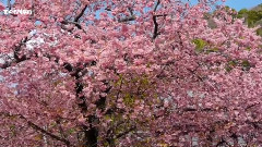 音乐短片 - 伊豆の河津桜まつり CHERRY BLOSSOM