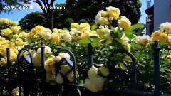 音乐短片 - Rose garden 横浜のバラの名所